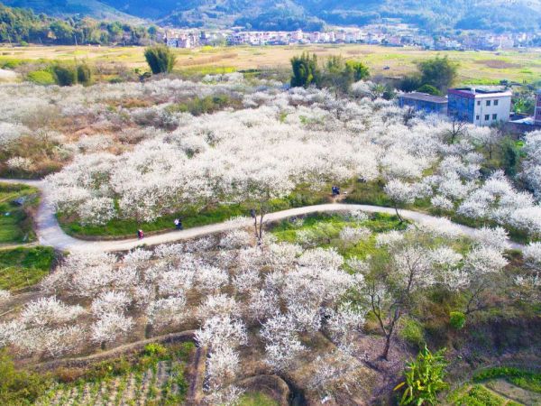 【桂峰村】南方看雪 打卡广东林芝