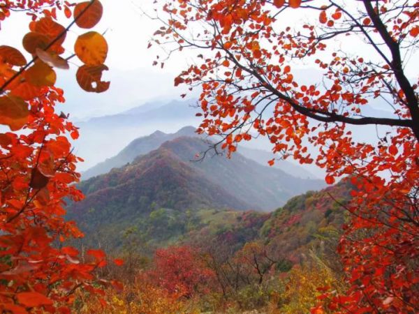 【秋色圭峰山登高祈福】游AAAA级圭峰山森林公园、打卡《狂飙》电视拍摄地