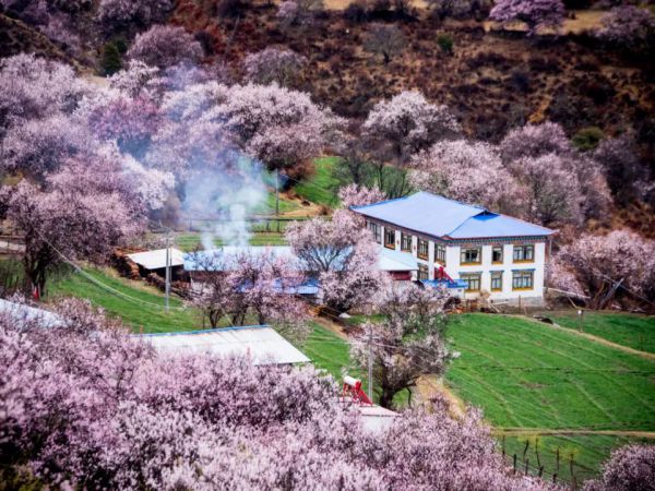 超高性价比西藏行|从广东出发，遇上桃花节