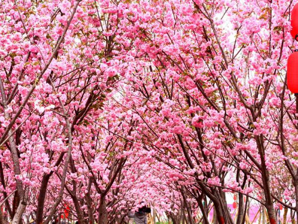 【从化】静赏粉樱从化、网红小镇一日游