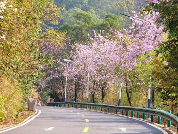 增城南香山森林公园 莲花书院、百花古寺一日游